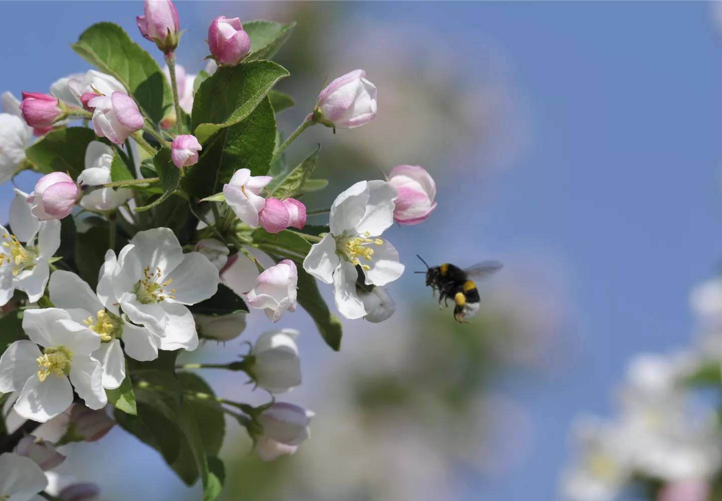 46+ Apfelbaum Mit Hornspänen Düngen, Gelbliche blätter und ein