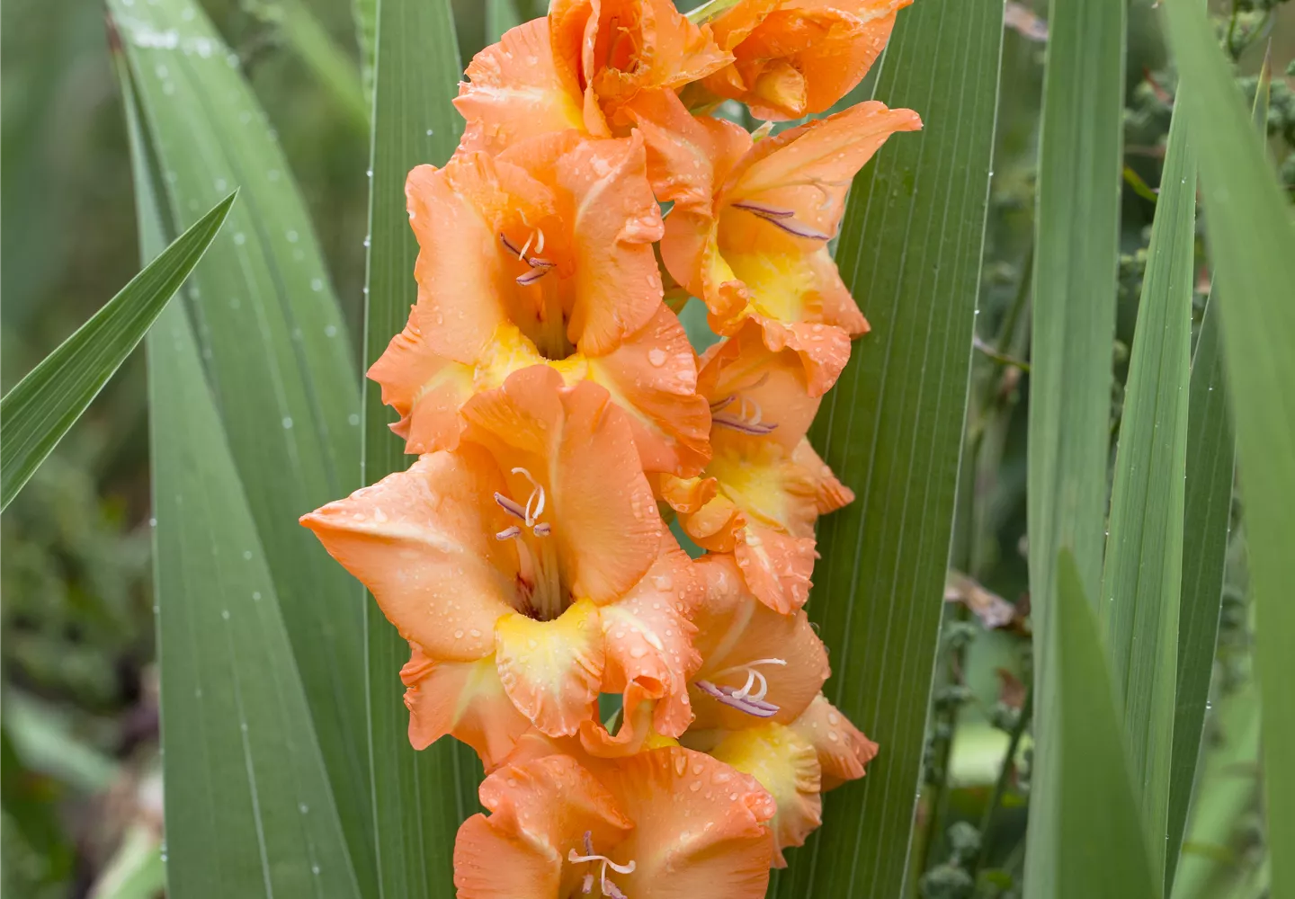 Die schönsten sommerblühenden Blumenzwiebeln