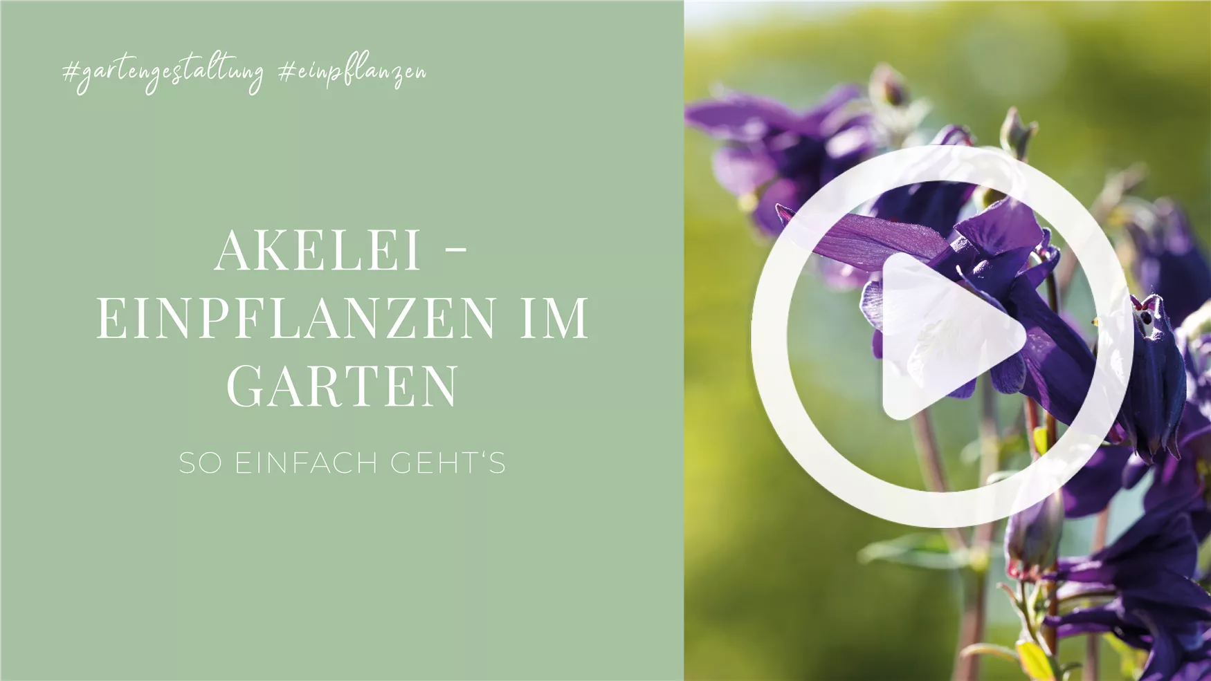 Akelei Einpflanzen im Garten