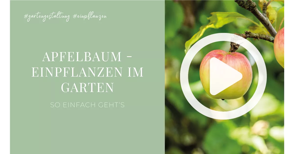 Apfelbaum Einpflanzen im Garten
