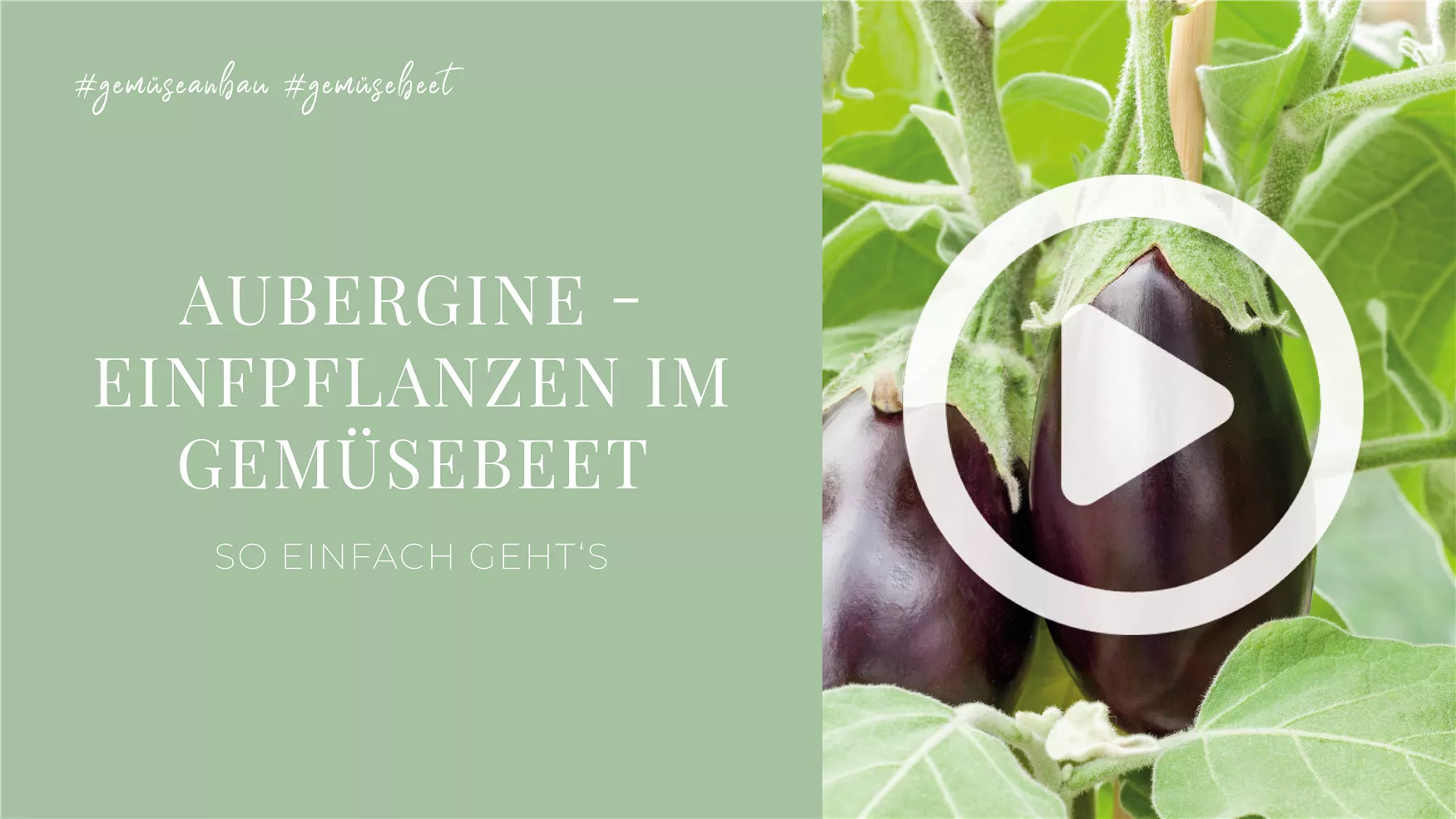 Aubergine - Einfpflanzen im Gemüsebeet