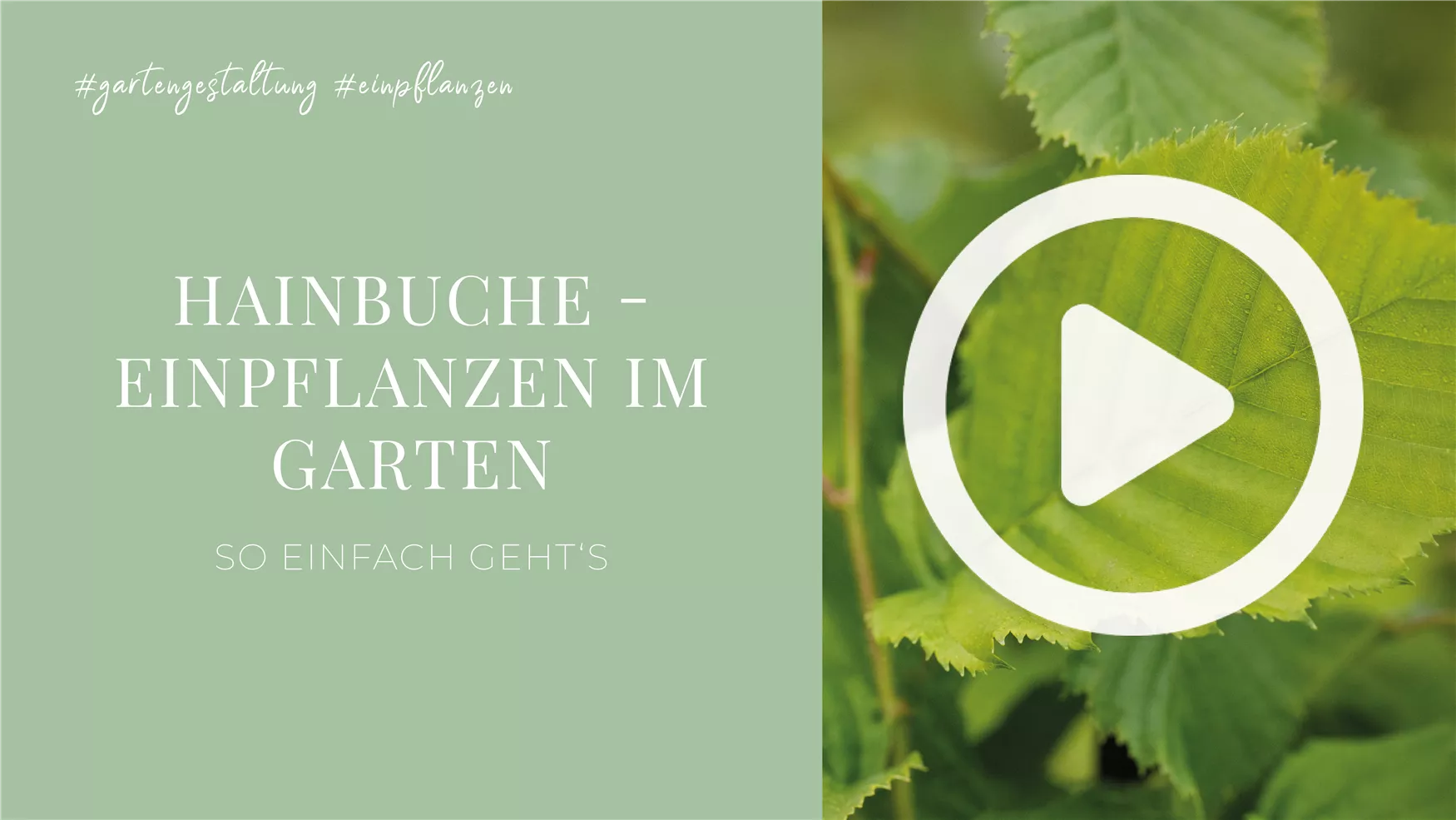 Hainbuche pflegen Schneiden, gießen & düngen wie die Profis