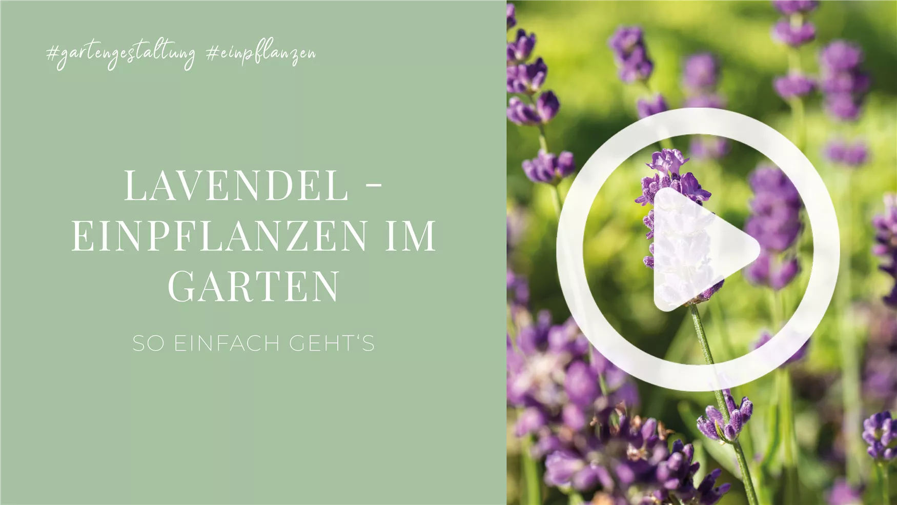 Lavendel Einpflanzen im Garten
