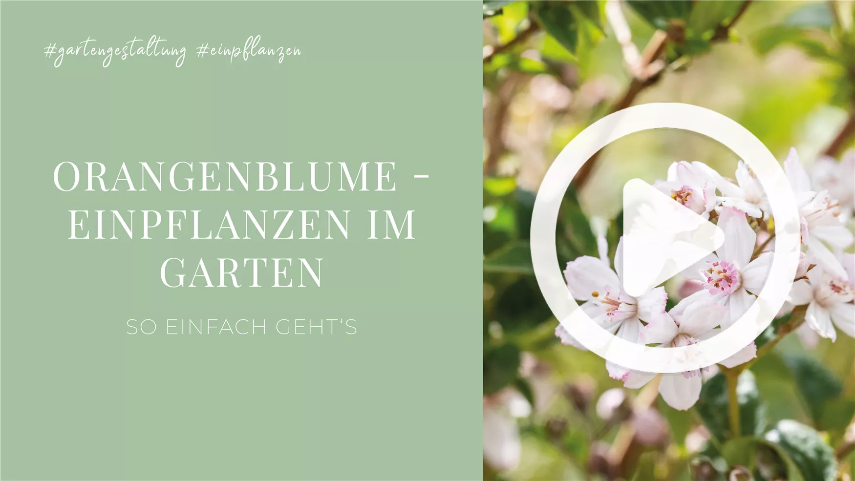 Spannende Orangenblume Im Kbel Bild