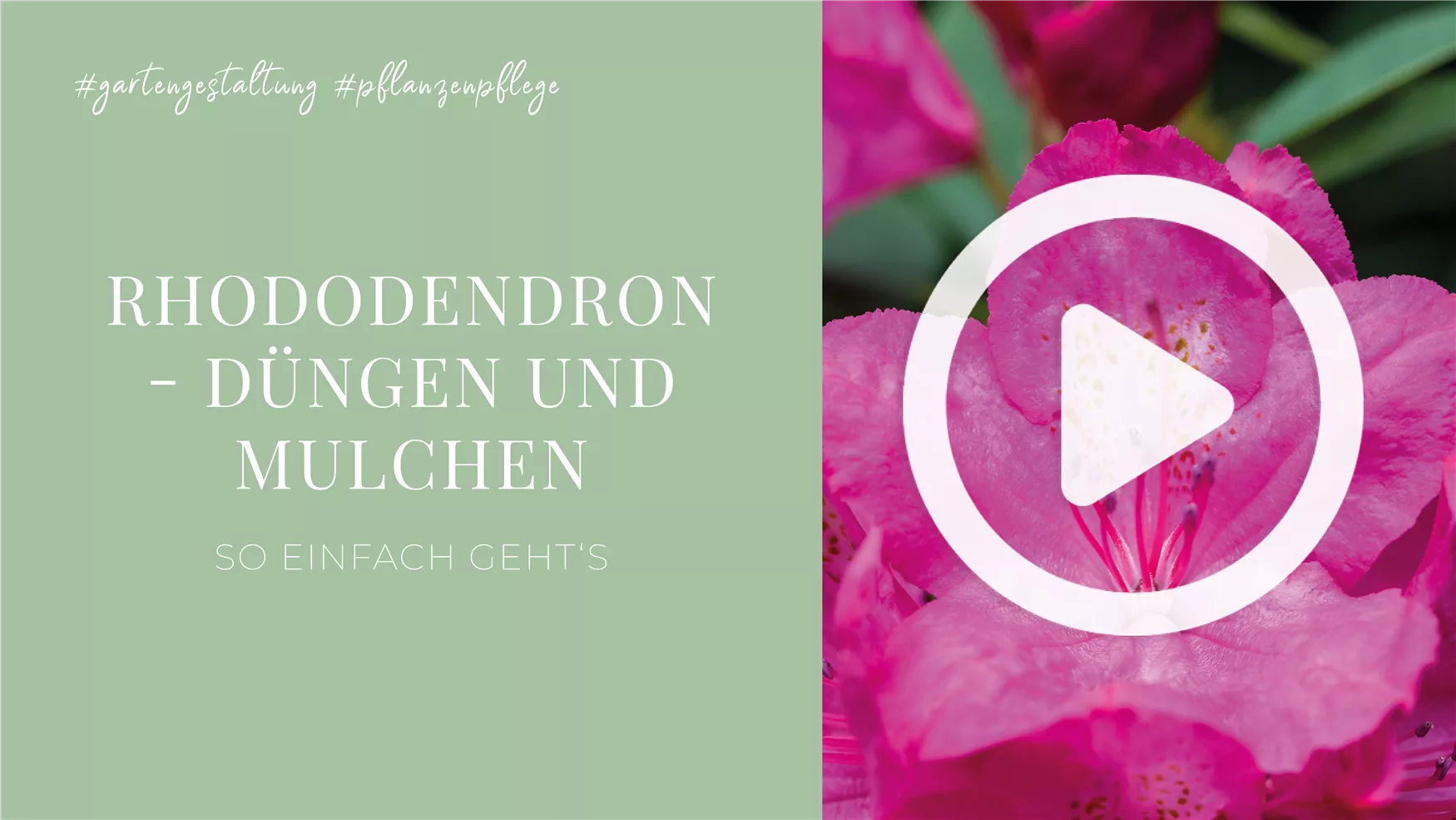 Rhododendron - Düngen und Mulchen