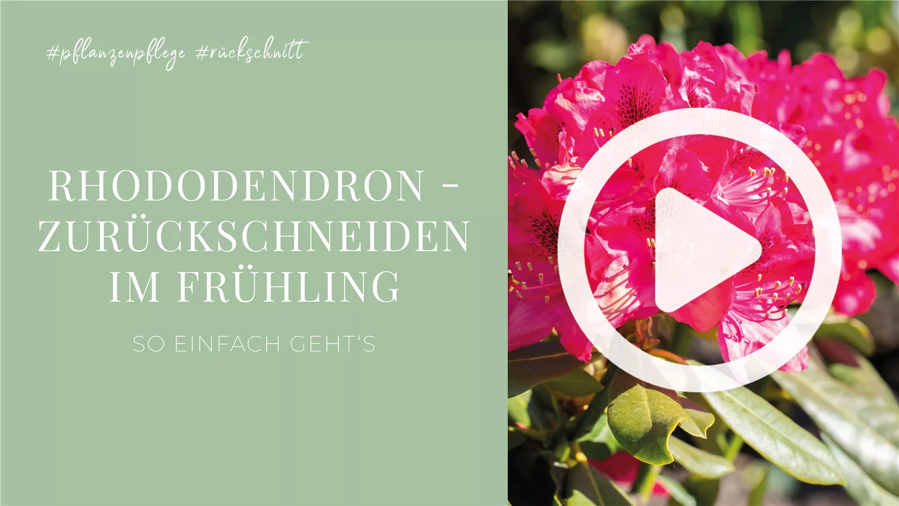 Wie man im Handumdrehen einen Rhododendron verjüngen kann