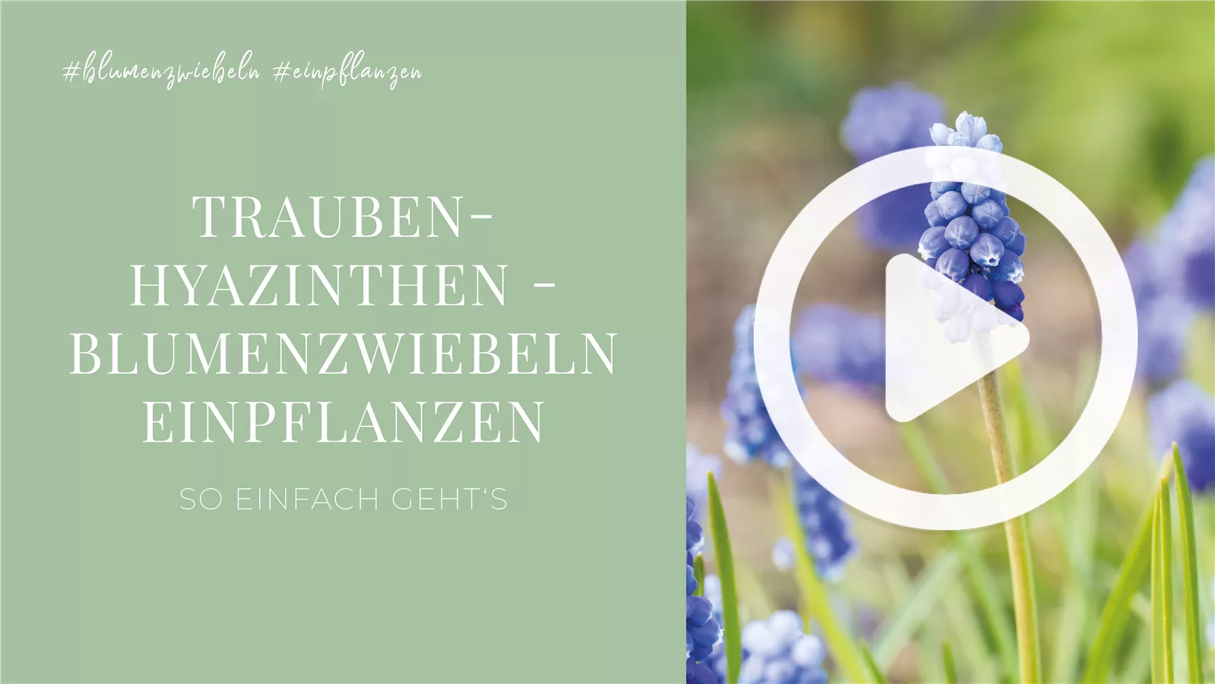 Frühblühende Blumenzwiebeln pflanzen