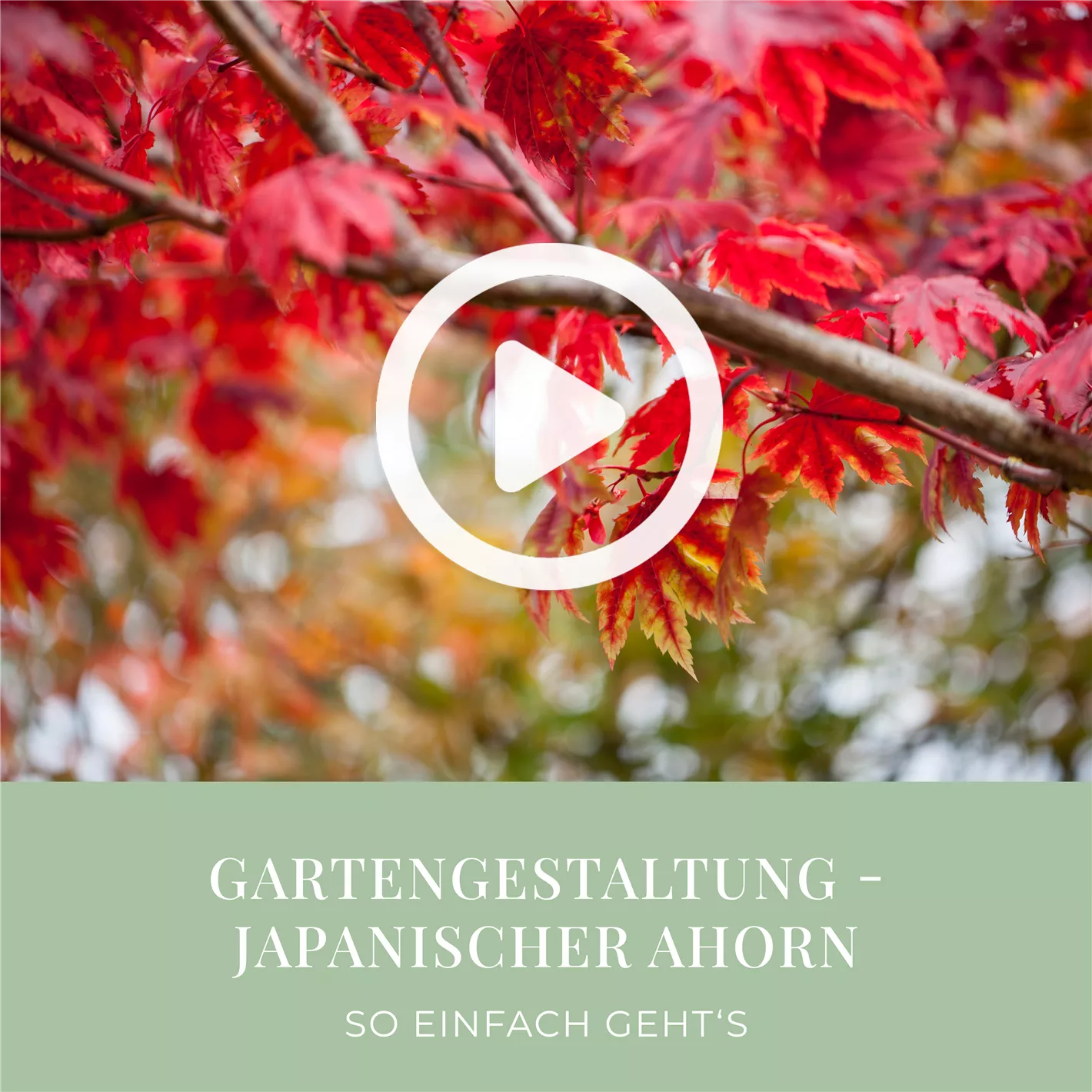 Gartengestaltung - Japanischer Ahorn