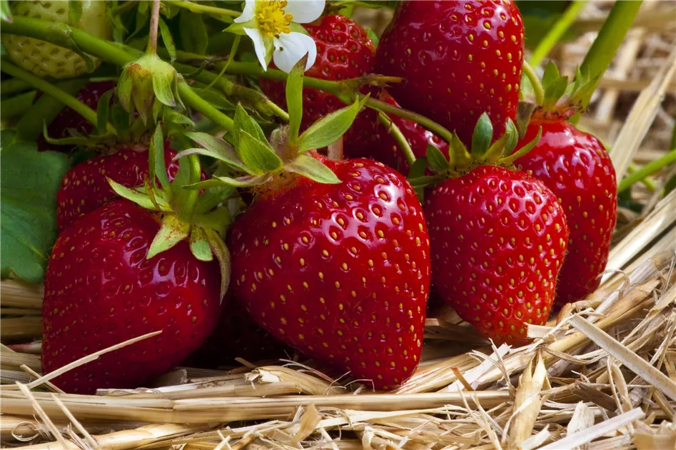 Oce180anYLVUK Erdbeersamen 100 Stück/Beutel Mehrfarbige Vitaminreiche Erdbeersamen GVO-freie Fruchtsämlinge Für Die Landwirtschaft Blau 