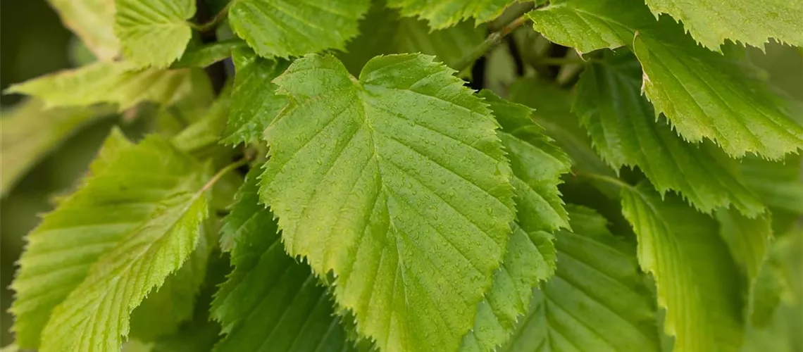 Hainbuche pflegen Schneiden, gießen & düngen wie die Profis