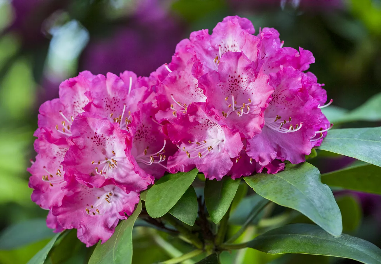 So gelingt die Pflege des Rhododendrons ohne Probleme