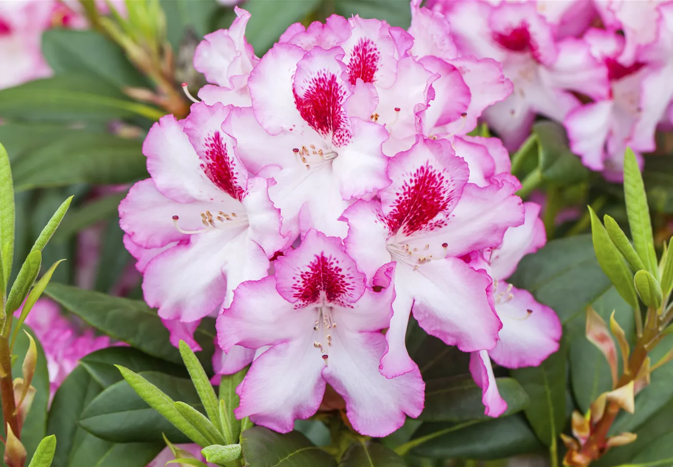 59+ Welchen Busch Kann Man Neben Rhododendron Pflanzen, Welche