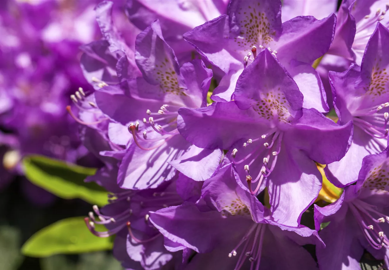 Wie man im Handumdrehen einen Rhododendron verjüngen kann