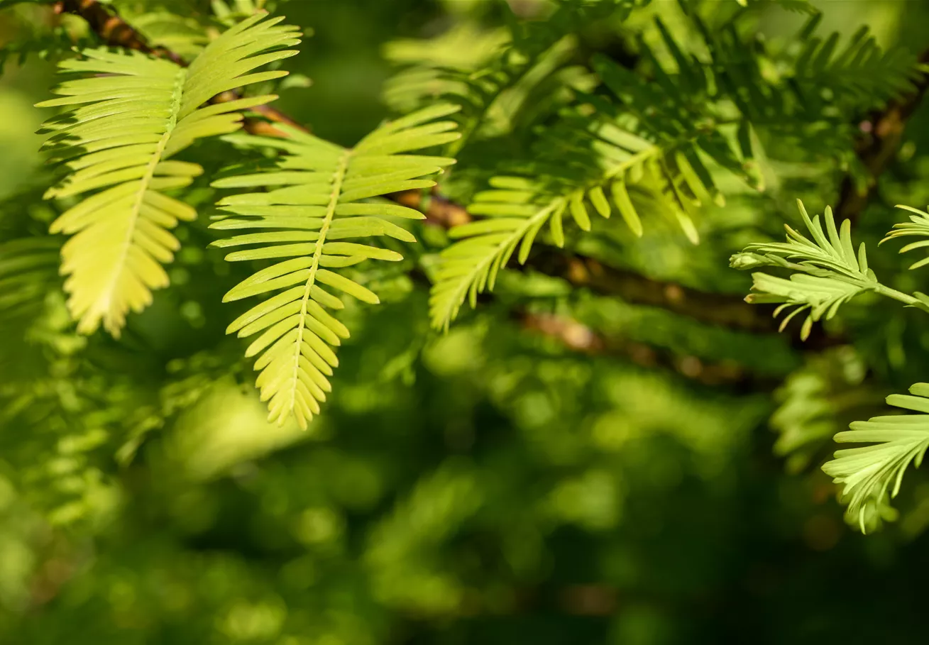 Taxodium distichum