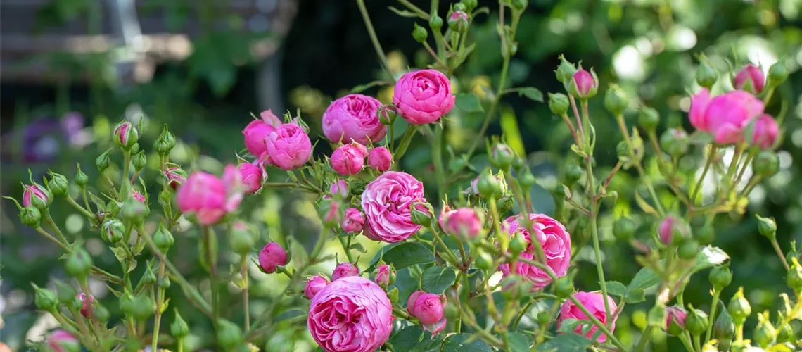 Rosen pflegen und der Königin Gutes tun