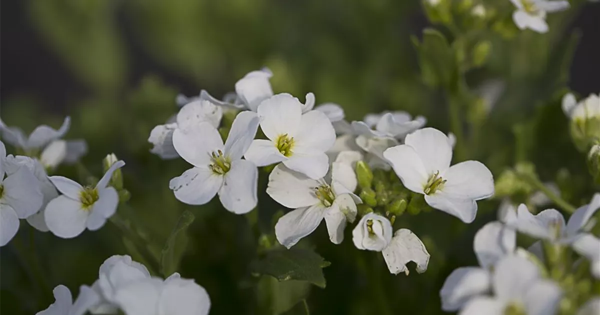 GartenGänsekresse 'Snowfix' günstig online kaufen Florado.de