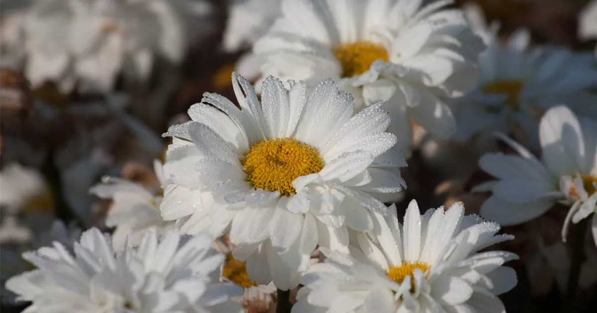 Großblumige GartenMargerite 'Victorian Secret' günstig online kaufen