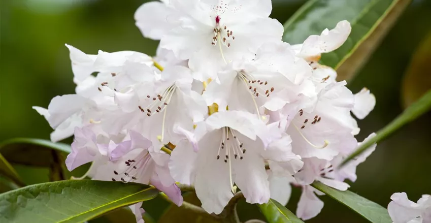 Rhododendronerde günstig online kaufen Florado.de