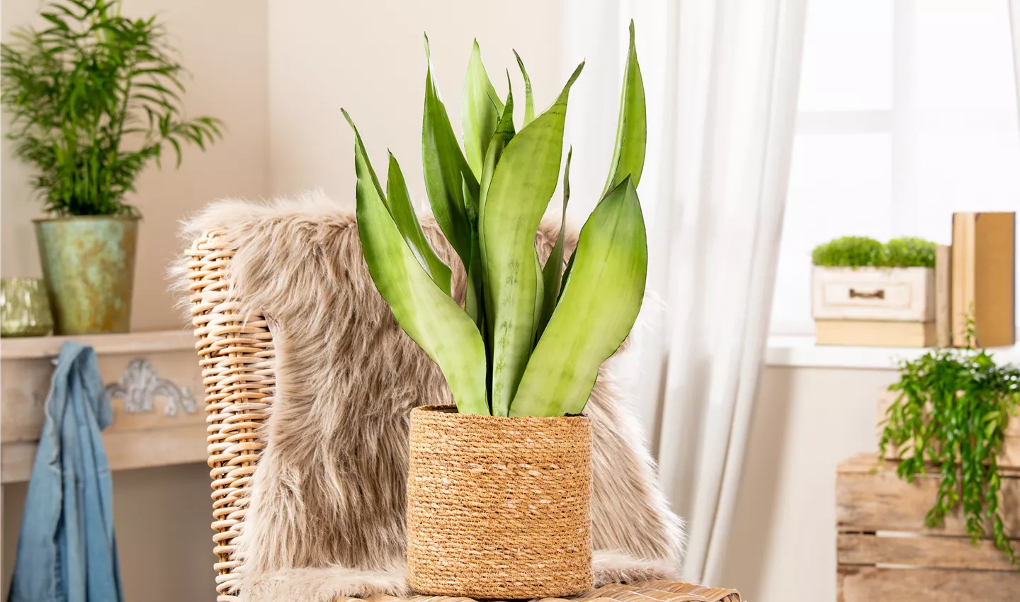 Sansevieria trifasciata 'Moonshine' - Zimmerpflanze für viel Sonne