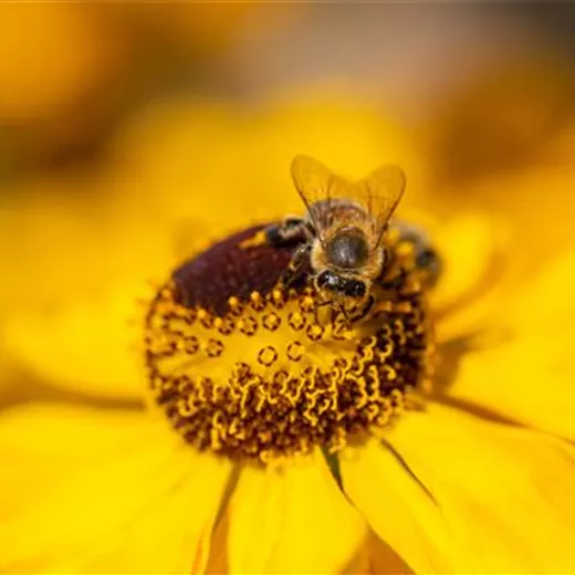 Bienenfreundliches Saatgut