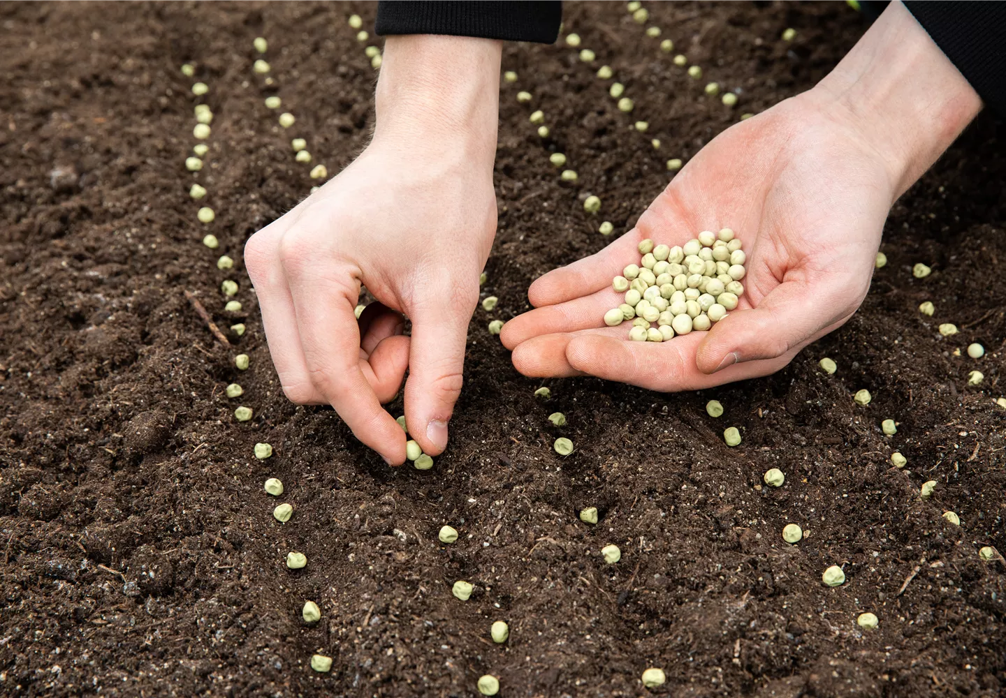 Die erste Aussaat ins Freiland Florado
