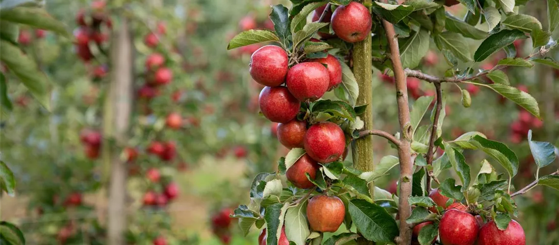 Mit Dünger für Obstbäume zum eigenen Naschgarten