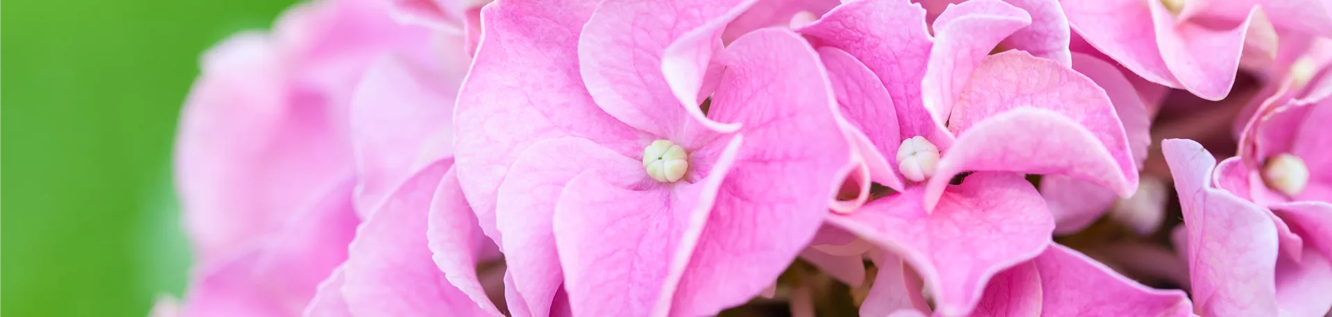 Hydrangea macrophylla, rosa