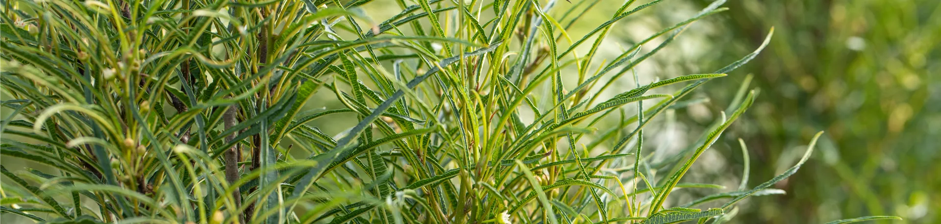 Frangula alnus 'Fine Line'®