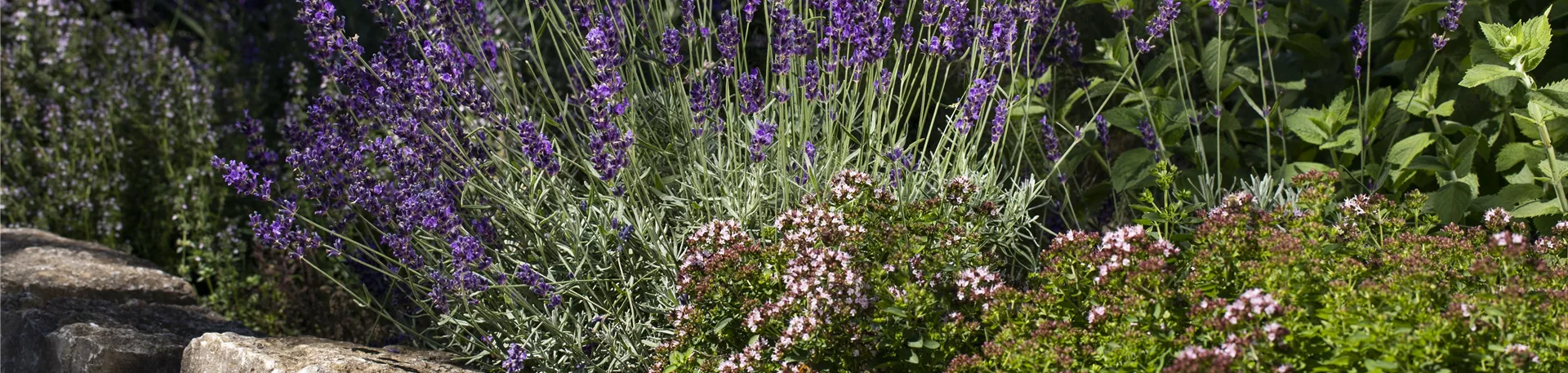 Steingarten Pflanzen günstig online kaufen Florado.de