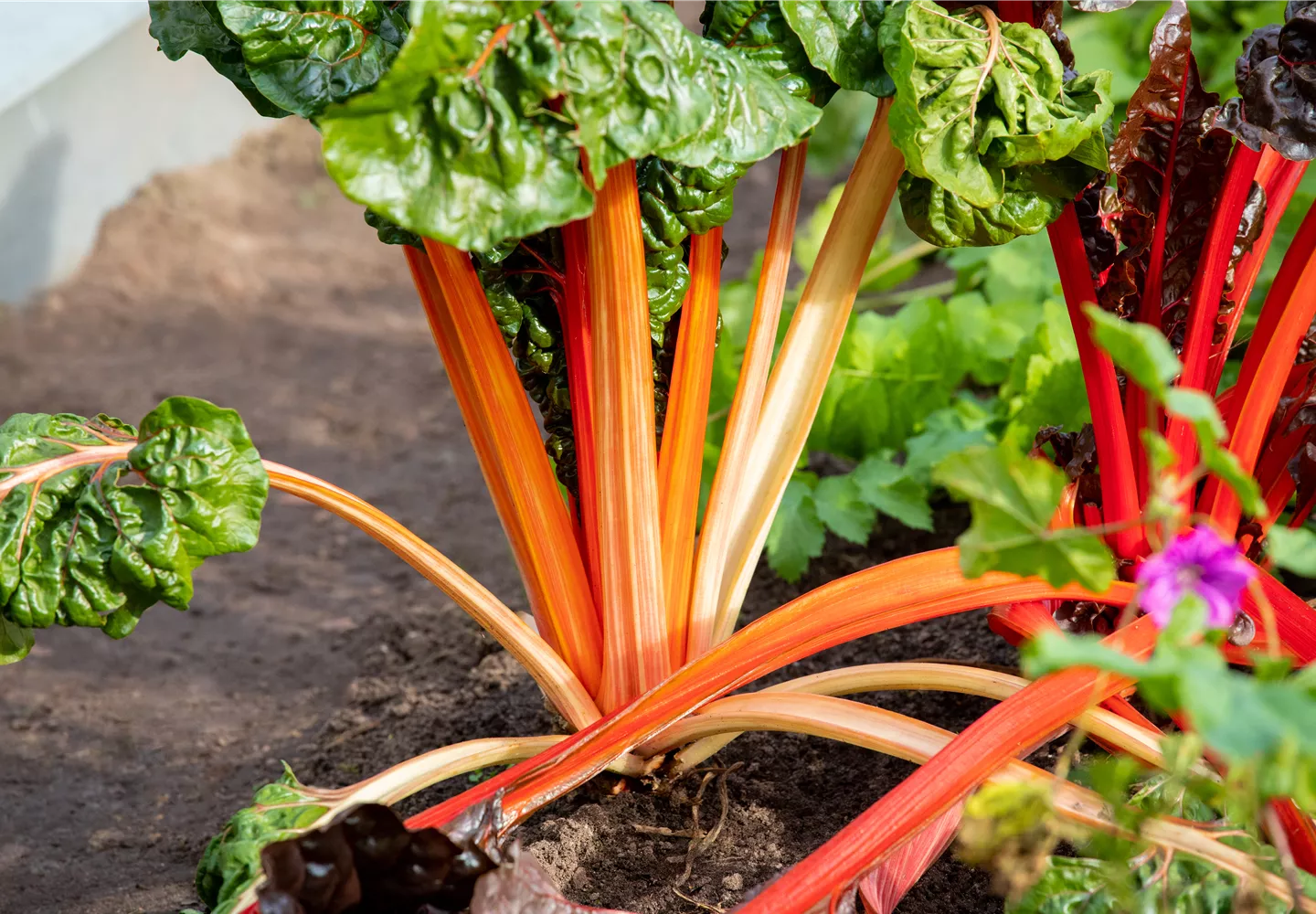 Mangoldsamen  Saatgut günstig online kaufen | Florado.de