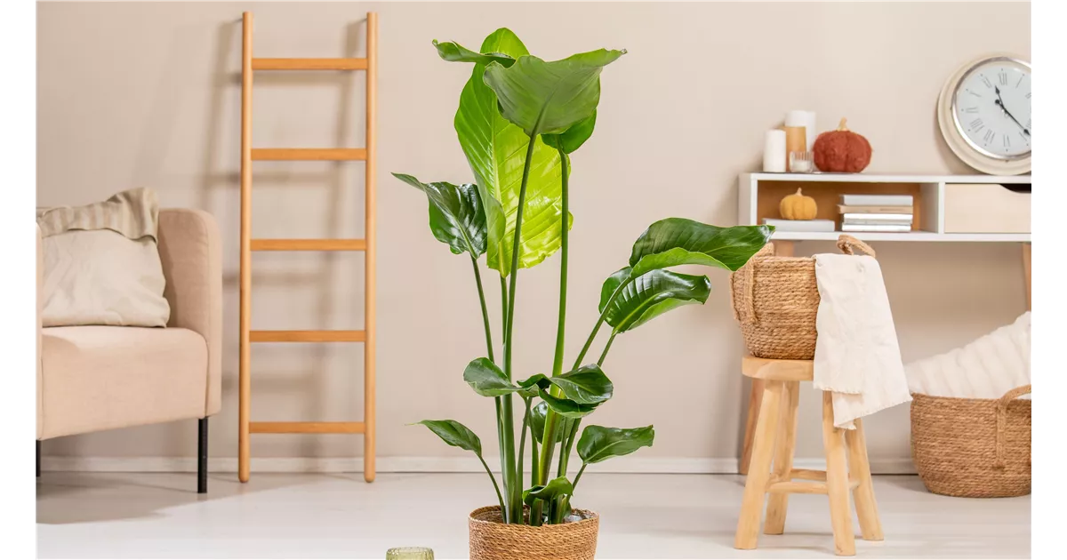 Große Zimmerpflanzen günstig online kaufen Florado.de