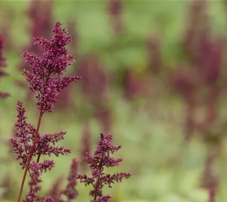 Arends Garten-Prachtspiere 'Glut' Arends Garten-Prachtspiere 'Glut'