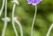 Garten-Tauben-Skabiose 'Butterfly Blue'