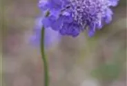 Garten-Tauben-Skabiose 'Butterfly Blue'