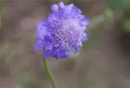 Garten-Tauben-Skabiose 'Butterfly Blue'