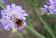 Garten-Tauben-Skabiose 'Butterfly Blue'