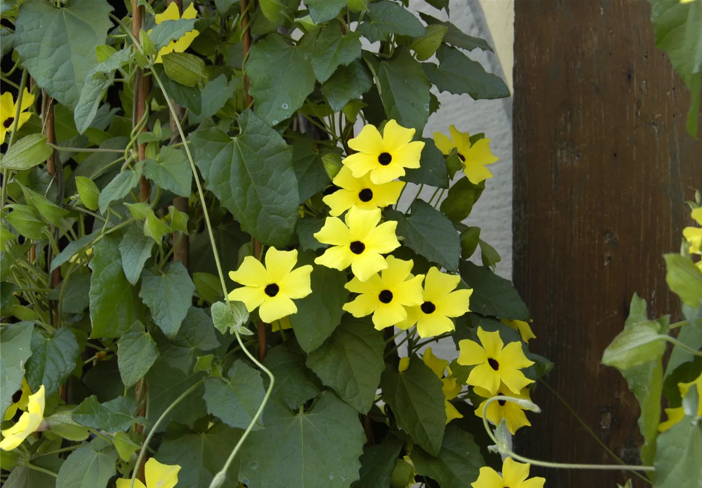 Thunbergia alata Thunbergia alata