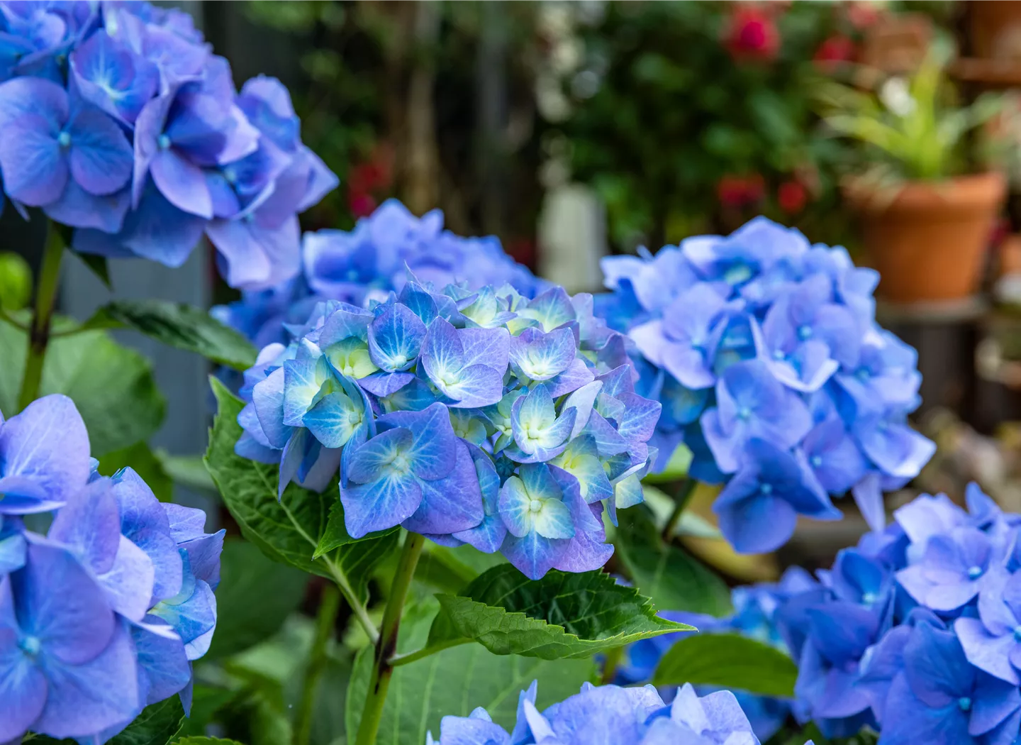 Hydrangea macrophylla, blau Hydrangea macrophylla, blau