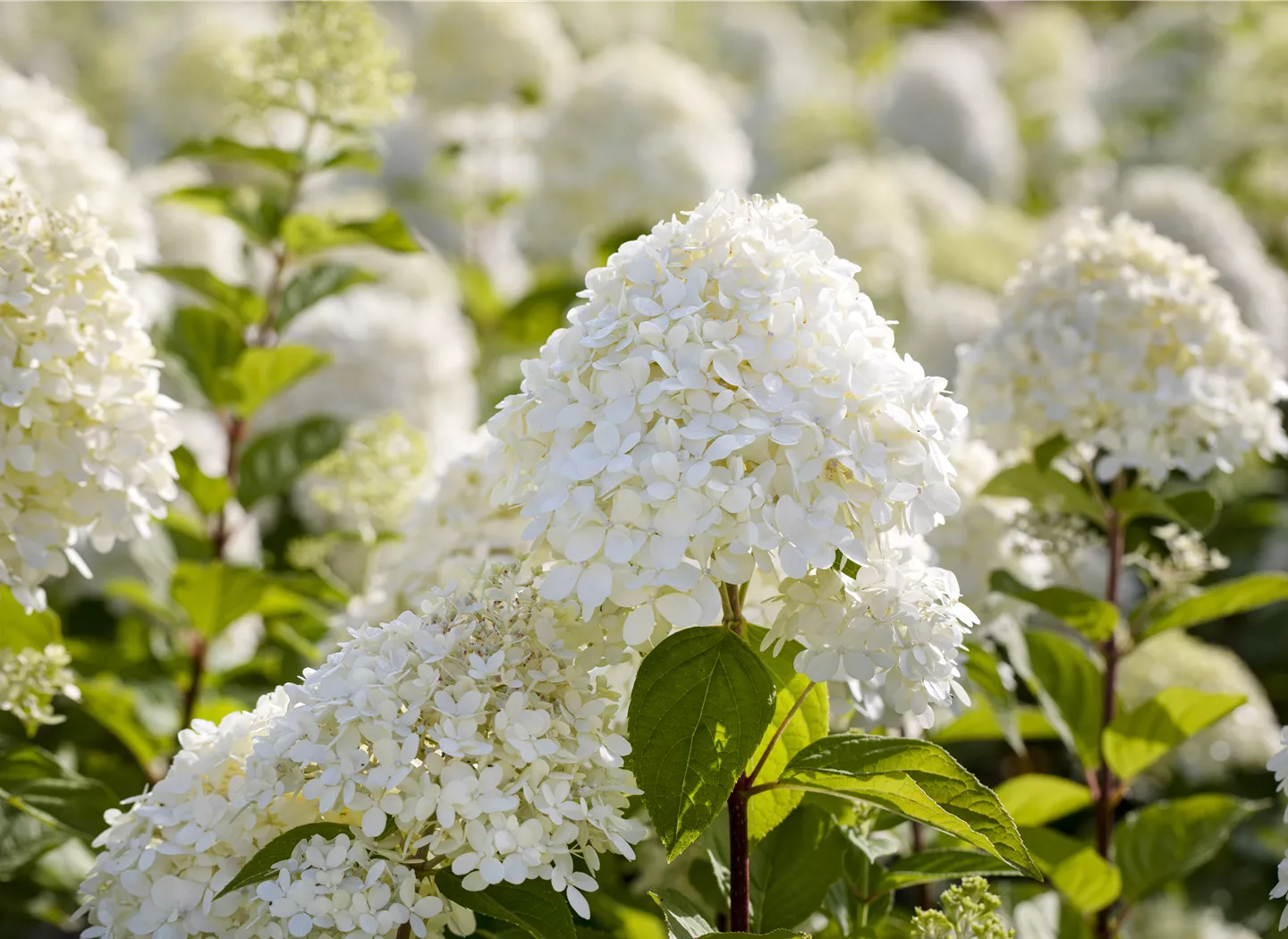 Hydrangea paniculata 'Limelight'(s) Hydrangea paniculata 'Limelight'(s)