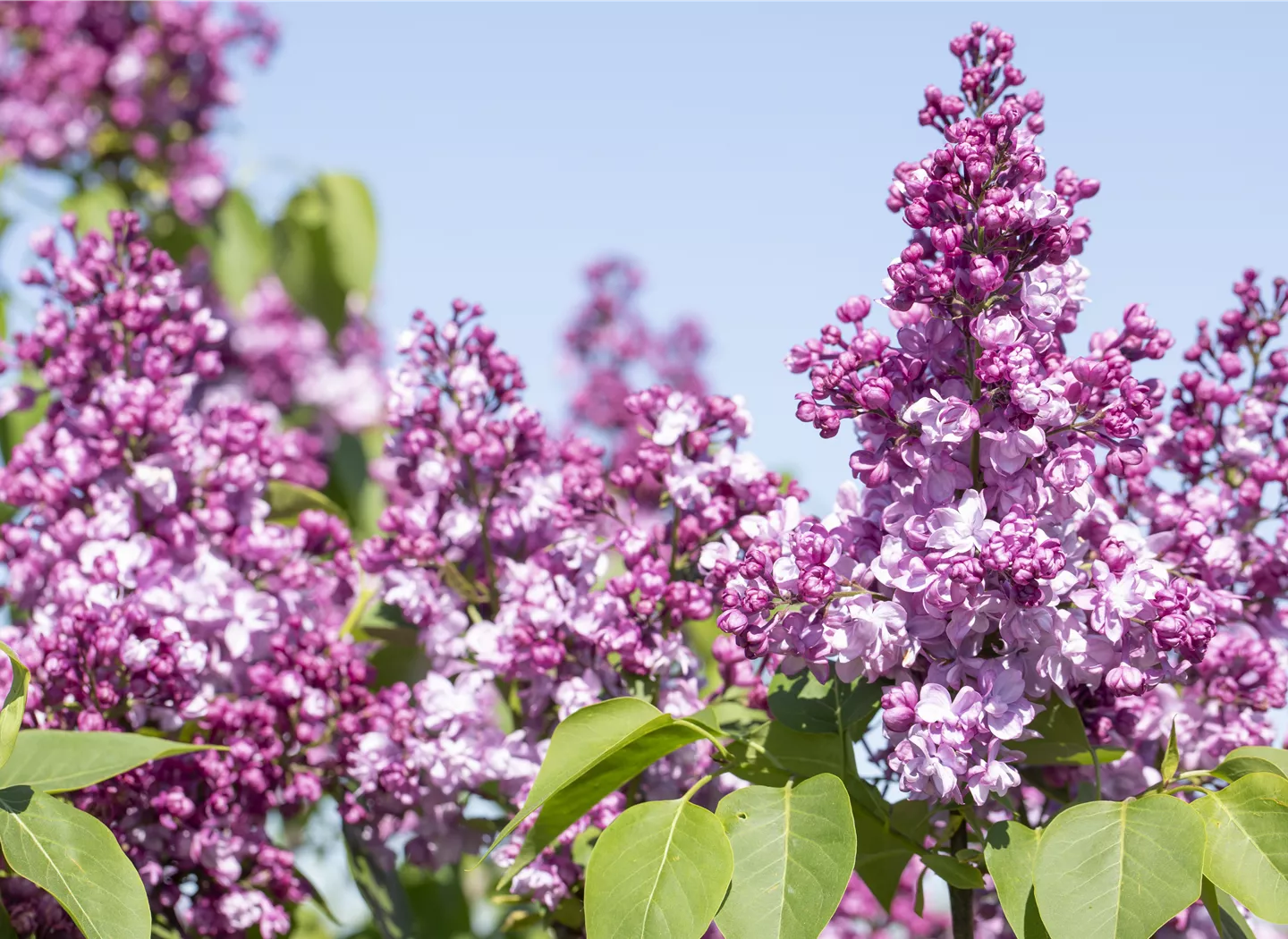 Syringa vulgaris 'General Pershing' Syringa vulgaris 'General Pershing'
