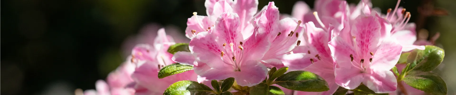 Rhododendron obtusum, rosa