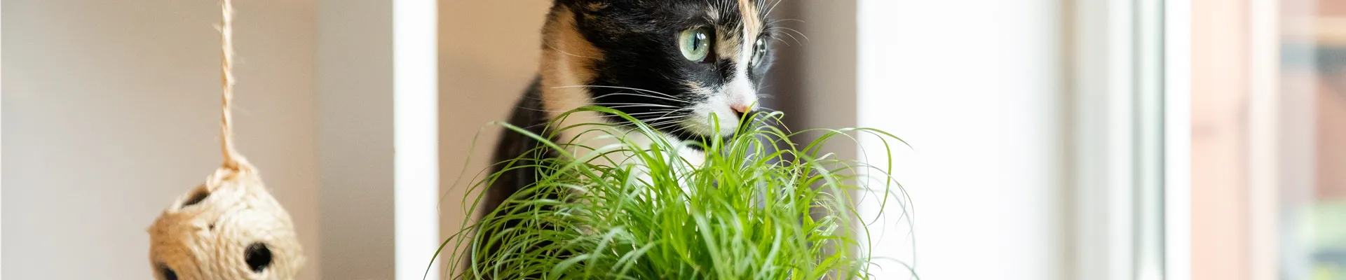 Katzengras
