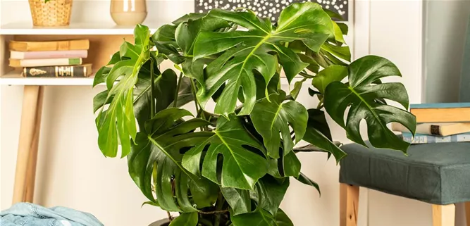 Monstera deliciosa Monstera deliciosa