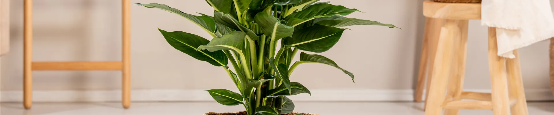 Dieffenbachia seguine 'Green Magic'