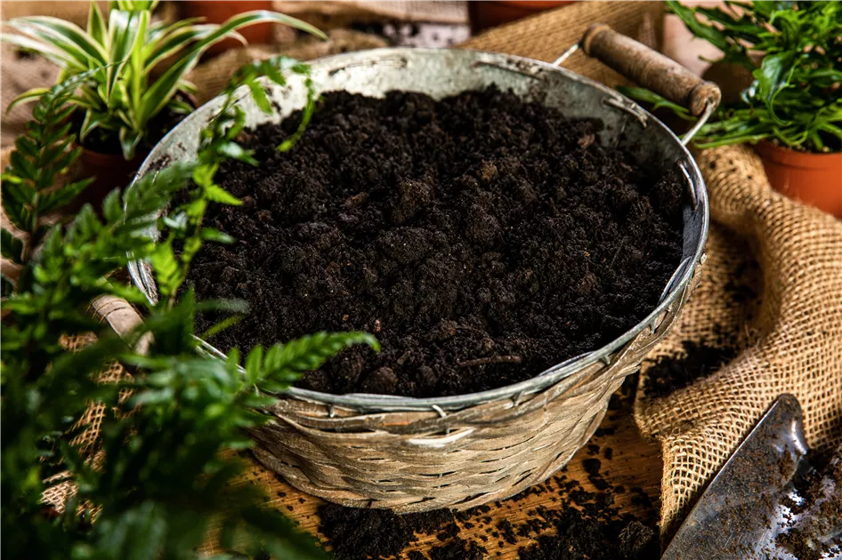 Wenn die Blumenerde Schimmel ansetzt - das ist die Lsung!