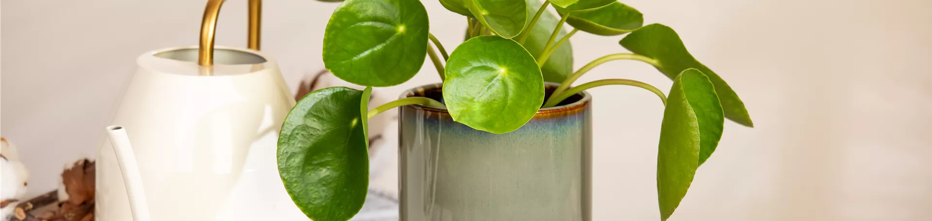 Pilea peperomioides