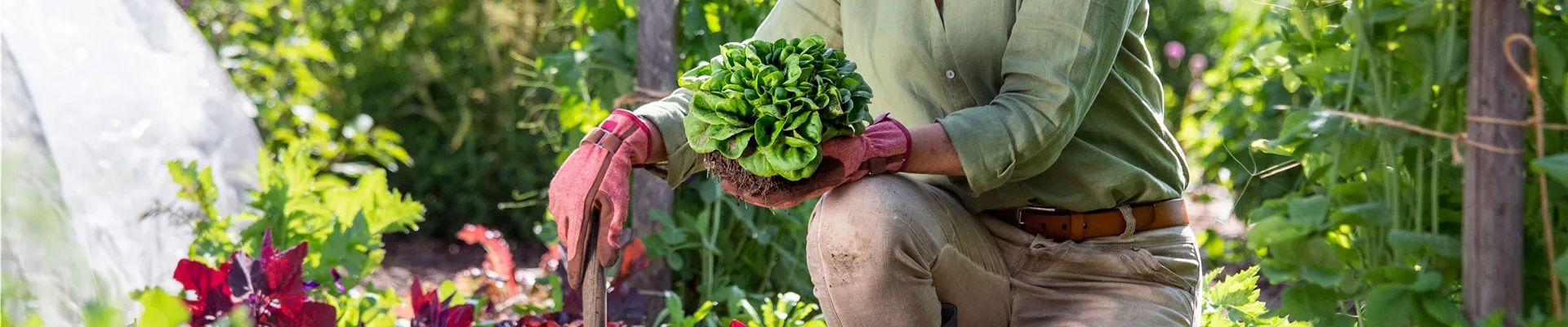 Gartenarbeit - Frau mit Salat und Gartenschaufel 