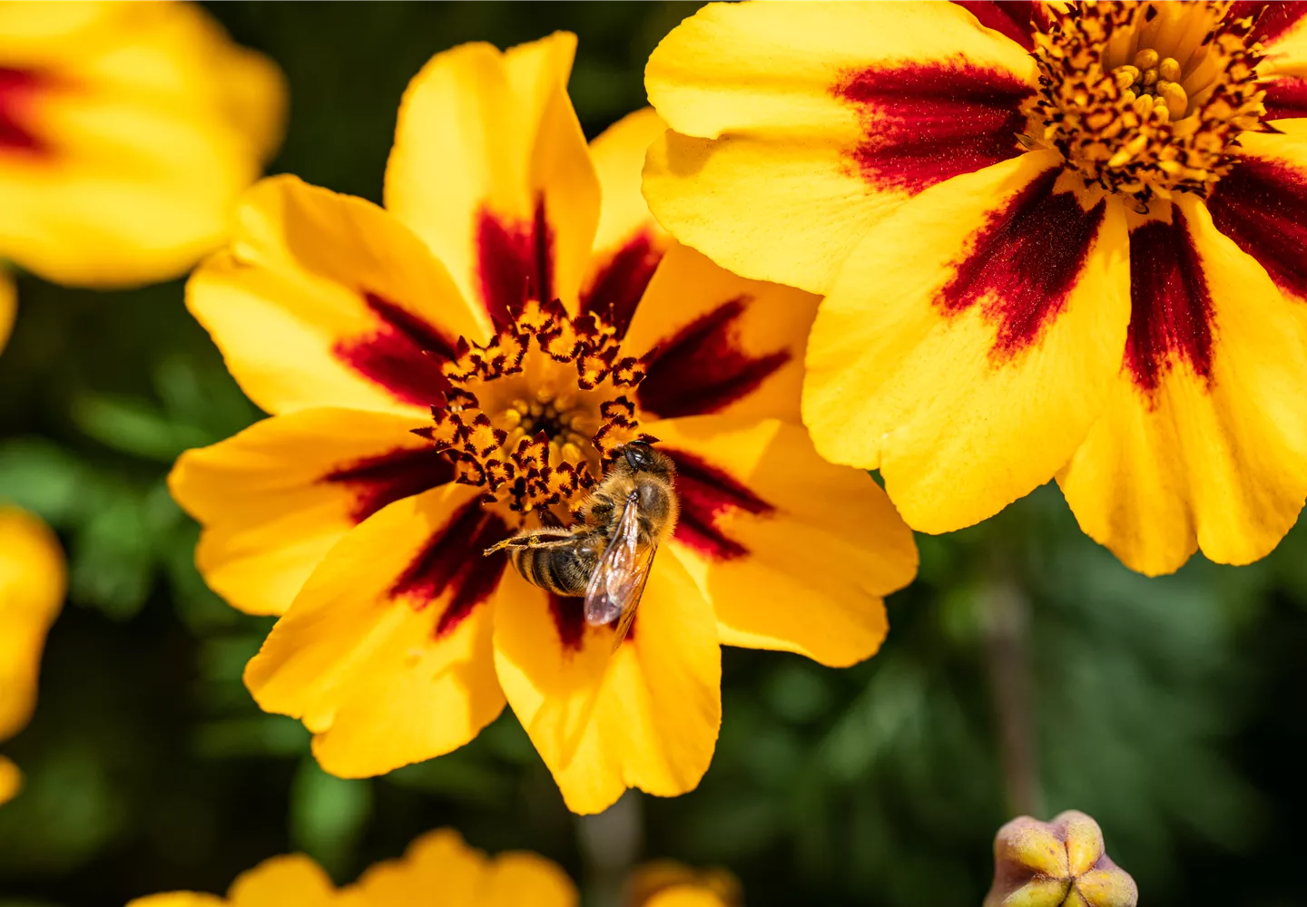 Biene auf Blüte Biene auf Blüte