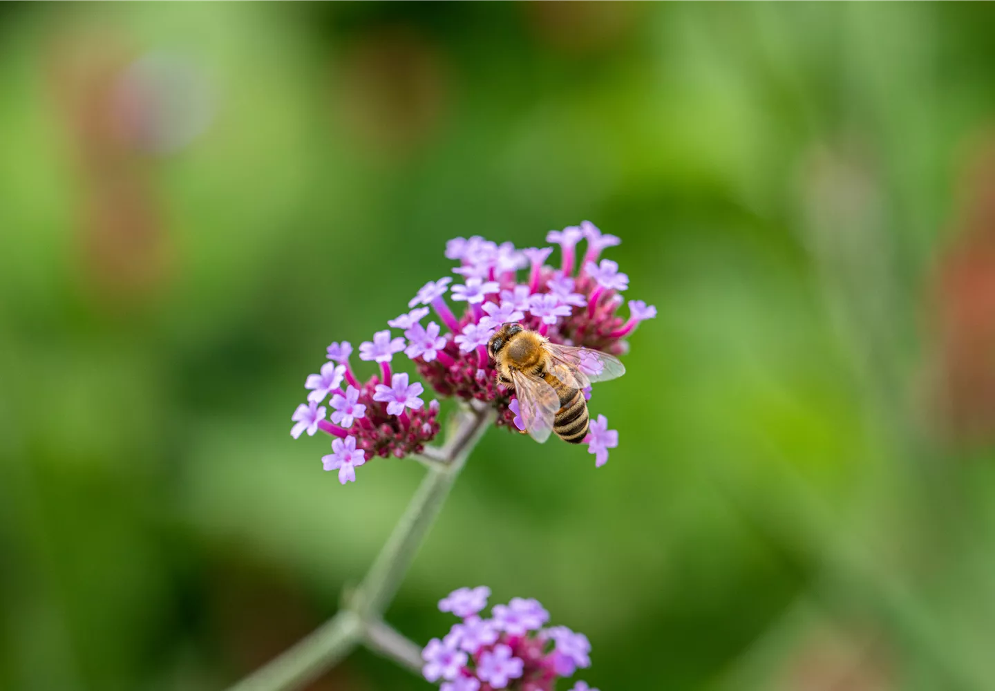 Biene an Blüte Biene an Blüte