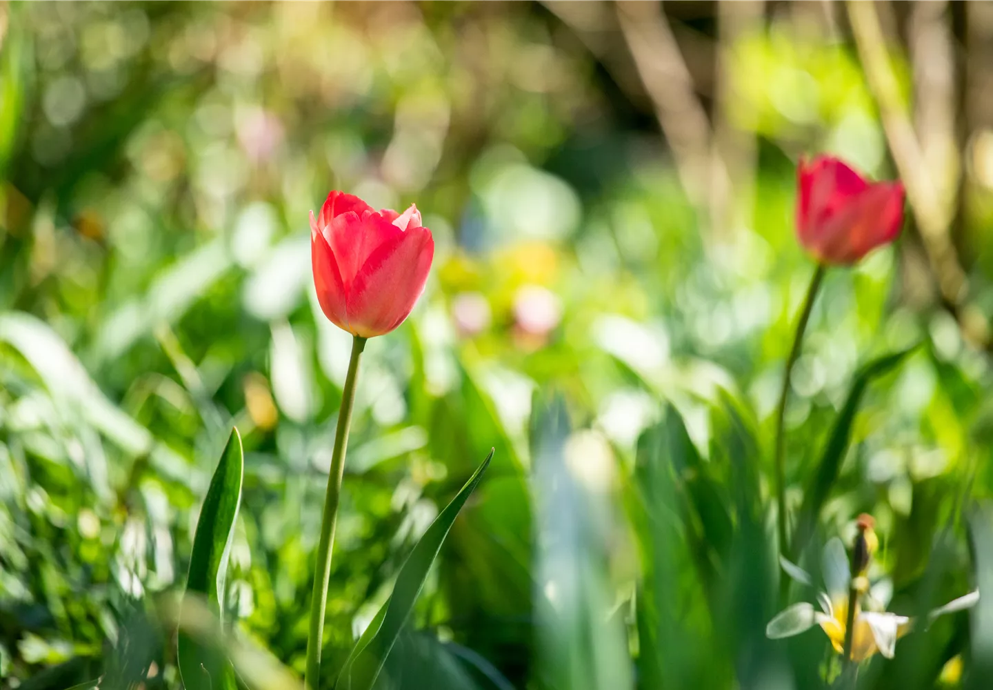 Tulipa, rot Tulipa, rot